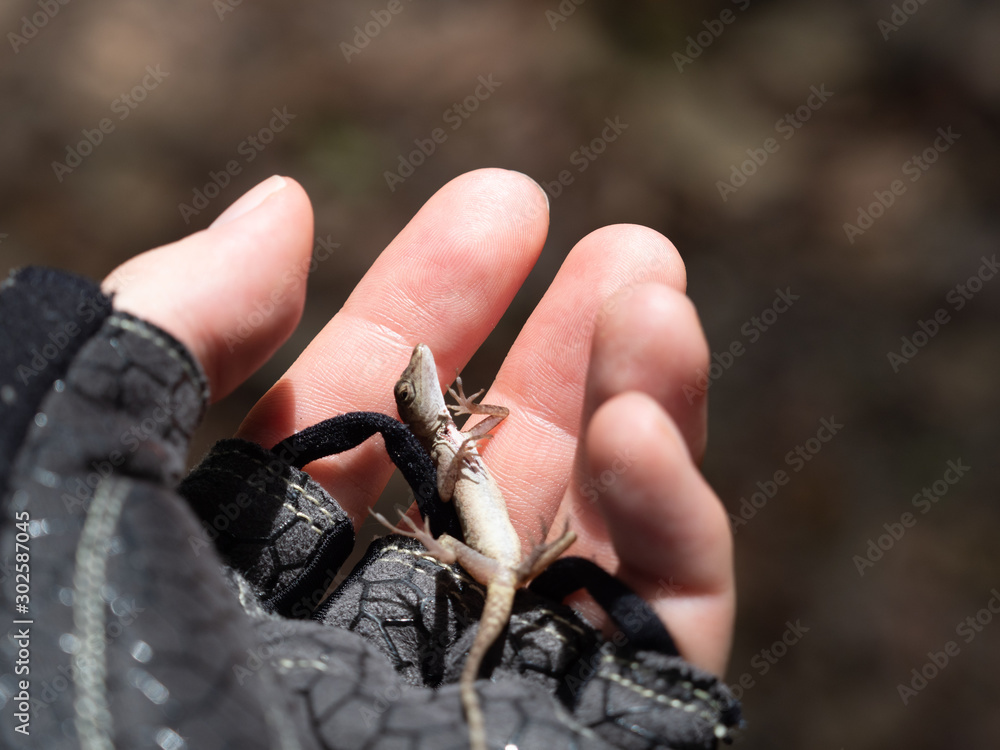 死んだふりをするトカゲ の Stock フォト | Adobe Stock