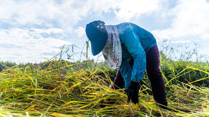 Wall Mural - Female farmers harvesting rice in fields that have fallen crops , In the morning with light sunshine