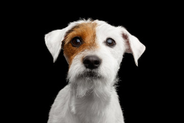 Wall Mural - Closeup Portrait of Amazement Jack Russell Terrier Dog isolated on Black background