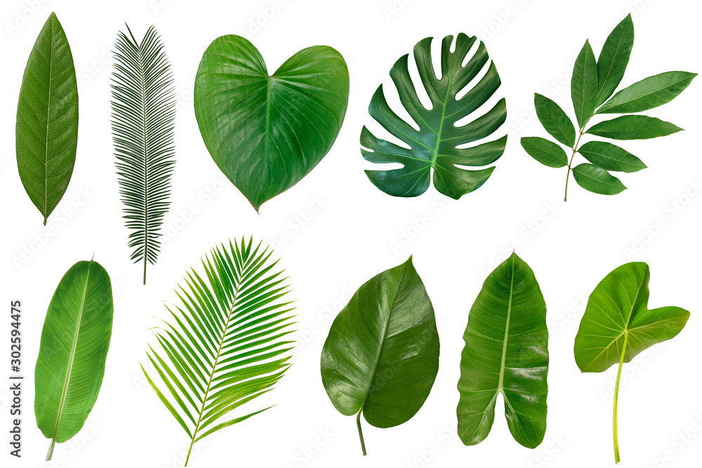 Set of Tropical leaves isolated on white background. - obrazy, fototapety, plakaty 