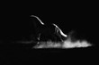 Highlighted outline of a running horse. Low key, black and white artistic image.