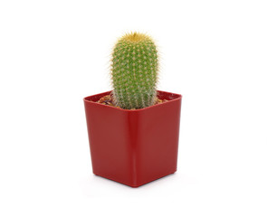 Wall Mural - Cactus in pot isolated on white background. Potted ornamental plants for absorb electromagnetic (EMF) radiation from computer in office, easy care potted plants. 