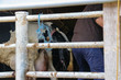 牛の出産　千葉県印西市　日本