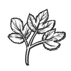 Sticker - Parsley Sprig Fresh Spice For Nutrition Ink Vector. Aromatic Parsley Leaves Herb. Bunch Ingredient For Dish Engraving Concept Template Hand Drawn In Vintage Style Black And White Illustration