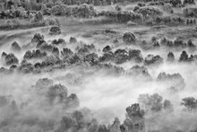 The Foggy Forest (Black And White Photography)