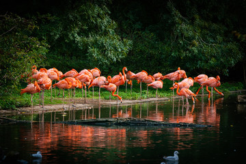 Plakat wyspa piękny fauna natura flamingo