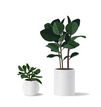 Home Succulent Plants In Cement Pots On White Background. Vector Illustration