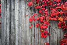 Plant On Wood Fence In Autumn. Autumn Background