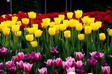 Photographs Of Colorful Tulip Fields | Yellow Tulips