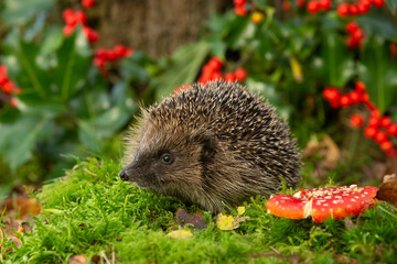 Hedgehog (Scientific name: Erinaceus Europaeus) wild, free roaming hedgehog, taken  from a wildlife woodland hide to monitor health and population of this declining mammal, space for copy	