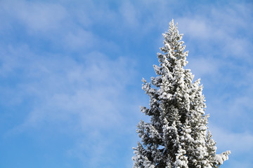 Beautiful single pine tree cover with snow in the winter. Bright and clear sky background. Free copy space on left for text or design. Wallpaper concept.