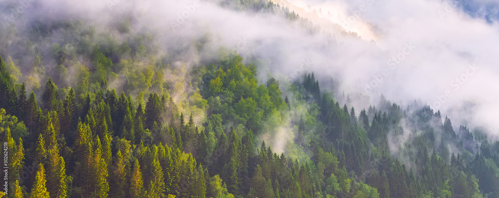 Pine trees forest silhouette with low fog clouds, panoramic banner background - obrazy, fototapety, plakaty 