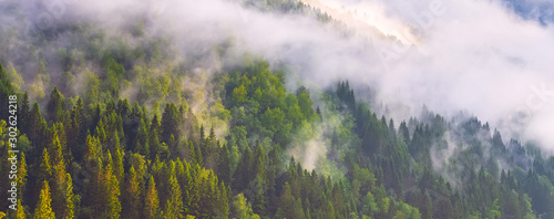 Obraz w ramie Pine trees forest silhouette with low fog clouds, panoramic banner background