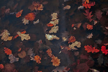 Autumn Leaves In The Water