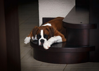 Puppy dog breed German boxer.