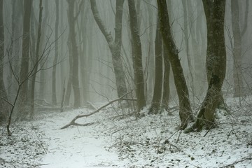 Foggy forest