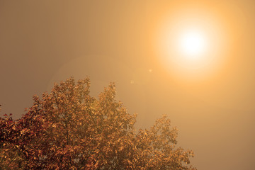 Fabulous orange evening sunset over the foliage of a tree.