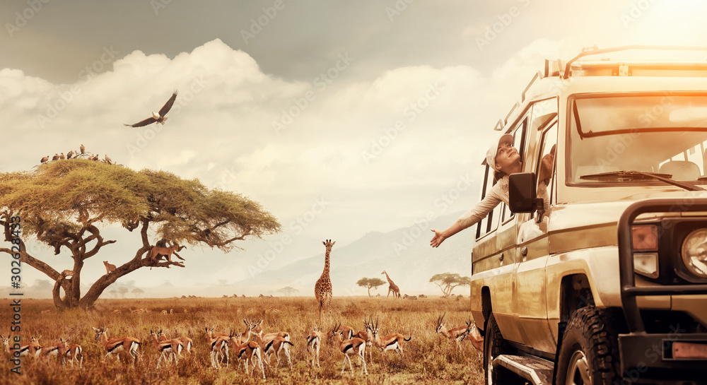 Happy woman traveller on a safari in Africa, travels by car in Kenya and Tanzania, watches life wild tigers, giraffes, zebras and antelopes in the savannah. - obrazy, fototapety, plakaty 