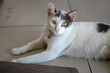© Patara - Portrait of white cat with spot lay on the floor, close up Thai cat