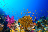 Fototapeta Do akwarium - Coral Reef at the Red Sea, Egypt