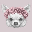 Portrait of Chihuahua with floral head wreath. Hand-drawn illustration. Vector isolated elements.	