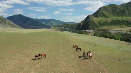 Wall Mural - Altai horses grazing on green grass pasture in steppe valley of Katun River among mountains on a sunny summer day. Aerial view landscape with animals in countryside. Altai Republic, Siberia, Russia