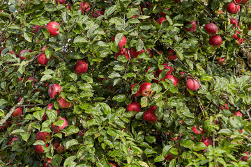 Lots of red apples on the apple tree.