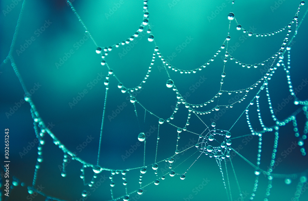 Spider web covered in morning dew drops, beautiful in cold winter morning colorful beautiful teal - obrazy, fototapety, plakaty 