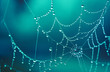 © Kuma Media - Spider web covered in morning dew drops, beautiful in cold winter morning colorful beautiful teal