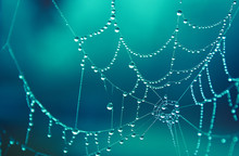 Spider Web Covered In Morning Dew Drops, Beautiful In Cold Winter Morning Colorful Beautiful Teal