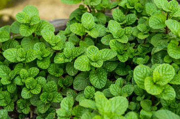 mint leaves 