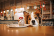 adorable border collie dog begging for a cupcake in a cafe