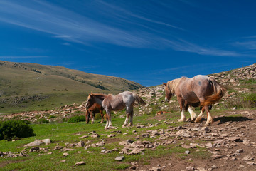 Wall Mural - yeguas i potros en un prado de la Cerdanya (Girona, Catalunya(