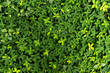 Brazilian grass used as a forage and ornamental plant