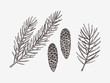 Hand drawn conifer branches and cones. Vector illustration of spruce and pine 