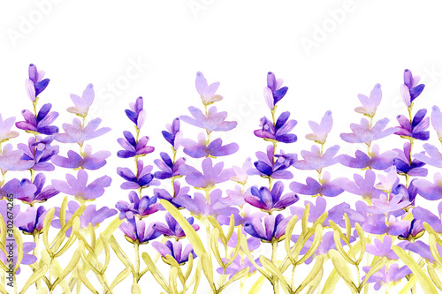 Seamless pattern border with sprigs of lavender flowers in the field on the meadow Tableau sur Toile