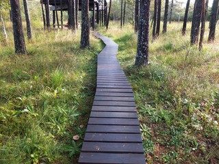 Wooden Walkway.  Wood plank path through green autumn  forest