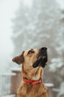 © Marc Fisa Gol - Perro en la nieve