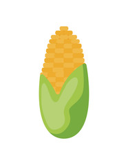 Wall Mural - sweet corn in white background