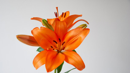 Lilium bulbiferum, common names orange lily. Flower