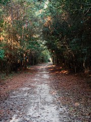 Wall Mural - Path in the Woods 1