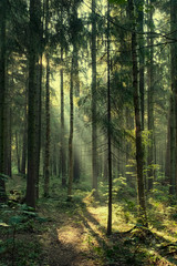 Landscape, rays of the sun in a dark magic pine forest