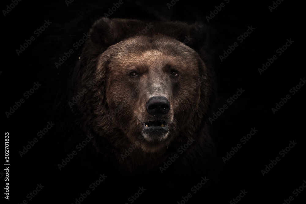 a darkened image, a stern brown slightly perplexing beast looks out of the darkness with small eyes.  isolated on a black background. - obrazy, fototapety, plakaty 