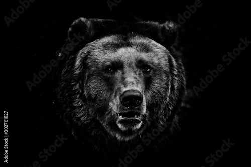 Fotografía a darkened image, a stern brown slightly perplexing beast looks out of the darkness with small eyes