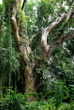 Fototapeta  - forêt équatoriale et arbre