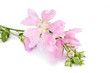 Pink mallow flowers isolated on a white background