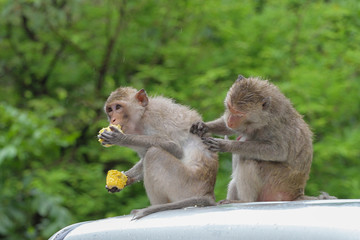 Wall Mural - Monkey eatting corn on car roof