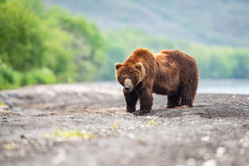 the kamchatka brown bear, ursus arctos beringianus catches salmons at kuril lake in kamchatka, runni