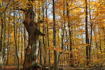 Herbstwald