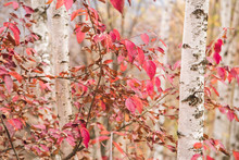 Red Leaves White Birch Tree Autumn Background